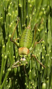 Female Asturian Bush-cricket - Steropleurus asturiensis © Teresa Farino